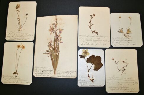 Pictures of plants and ferns with a hand written scripted description below each image.