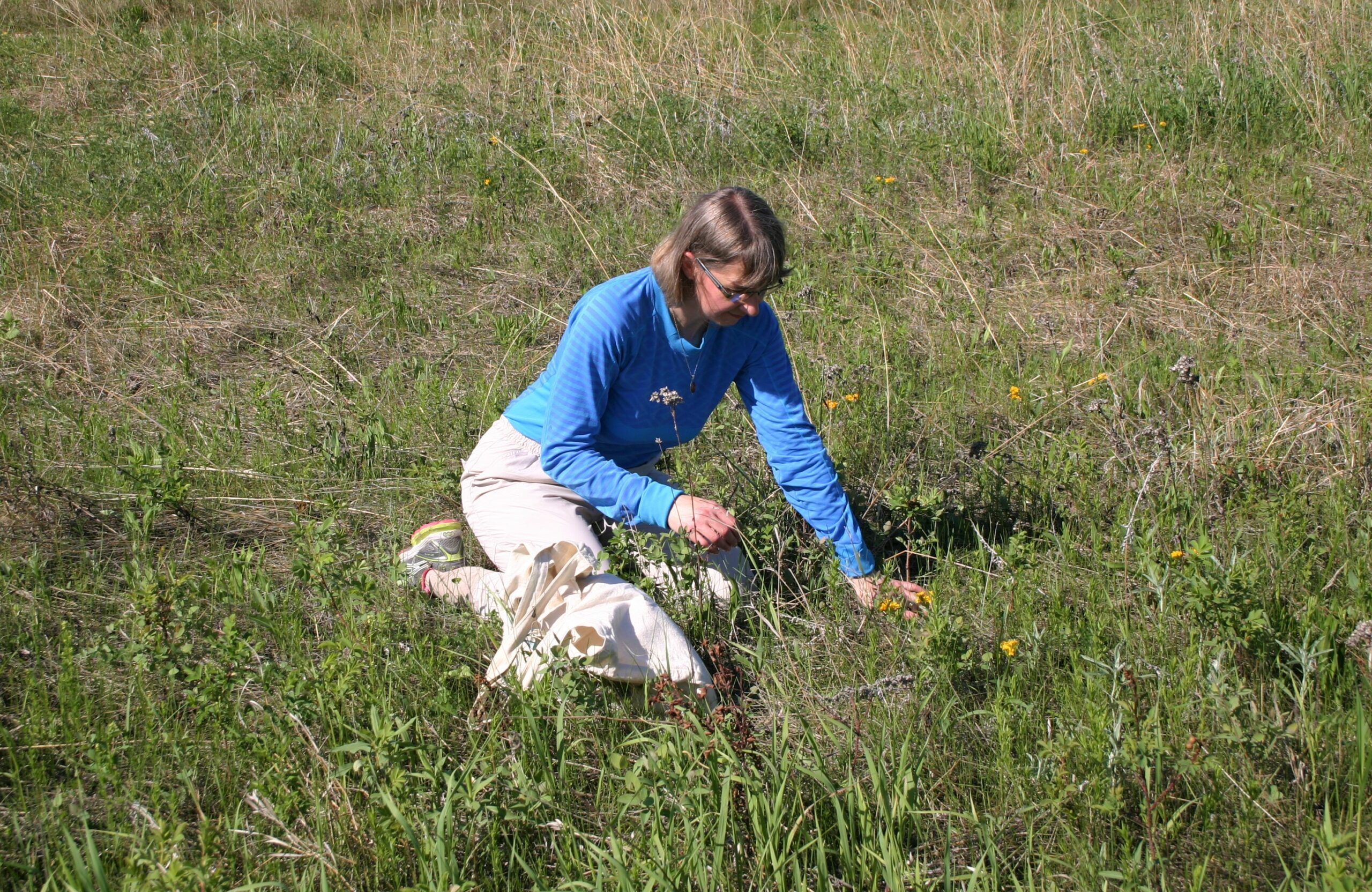 Woman kneeling in a wild prairie and closely examining yellow flowers for pollinating insects.