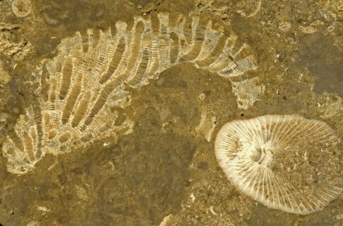 A polished brown limestone surface shows white fossil corals. Of the two largest, one is vaguely horn-shaped and one is an oblong circle.