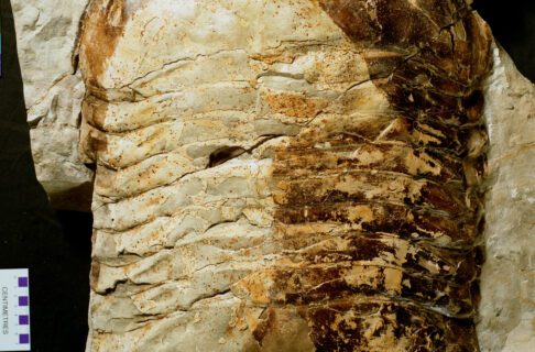 An enormous fossil trilobite, an extinct animal related to crustaceans and horseshoe crabs, more than 70 centimetres in length.