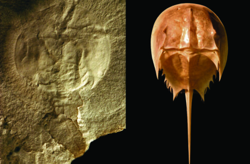 On the left, an image of a fossil horseshoe crab is shown in limestone bedrock, with an image of a modern horseshoe crab beside it to the right for comparison.