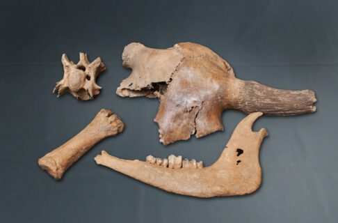 A weathered and abraded bison skull, jaw, vertebra, and leg bone are arranged on a grey background.
