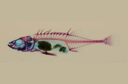 Small, slim fish specially prepared to make soft tissues (skin and muscle) transparent and to stain bones stained red and cartilage blue. Dorsal, pelvic, and anal fins have robust, pointed spines.