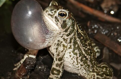 A blunt-faced toad, pale with brown and greenish stripes and spots on bumpy skin with its throat expanded like a sausage-shaped balloon to slightly above its nose. It is sitting in shallow water with emergent vegetation.