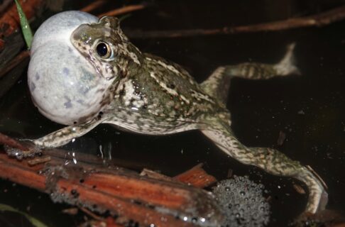 A large-eyed, frog-like toad, greenish-gray with cream-coloured stripes and blotches and flecked with a few small, red spots on its back. It is floating with legs outstretched in a pond with its bulbous throat sac filled with air to capacity – the same size, or even bigger, than its entire body.