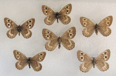 Six small butterflies with wings open, pinned through the thorax onto white foam. They are light gray-brown with darker wing veins and a series of pale, cream-coloured spots near the outer edge of front and rear wings, and the front wings have two black spots with pale centres in this series.