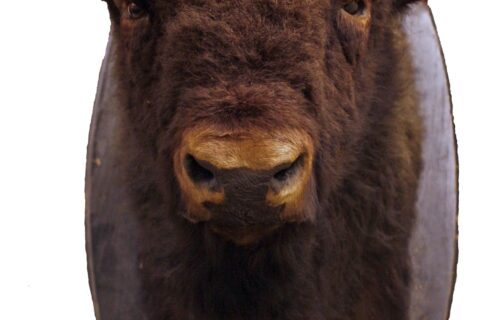A bull bison head looking straight ahead mounted on a black oval plaque.