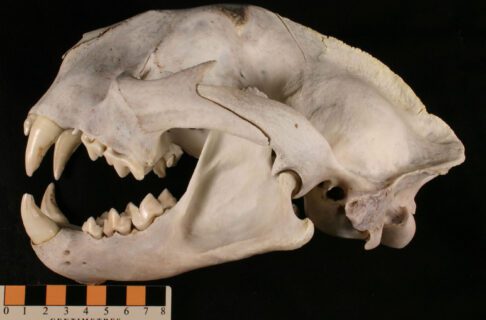 A skull and lower jaw of a large cat (50 kg) showing large canine teeth.