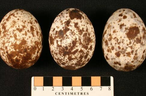 A set of three eggs, each about 60 mm long, with a cream-coloured background and reddish-brown blotches of random sizes, shapes, and patterns.