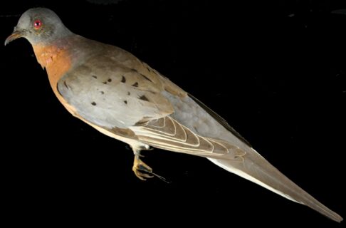 Dove with a slate-blue back, orange breast, and gray tail with white outer feathers prepared as a taxidermy specimen but removed from branch, laying on a black background.