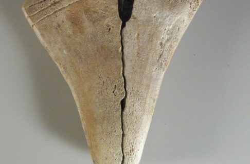 A triangular piece of antler with three incised lines parallel to its wide end, and a crack down the middle to its tip.
