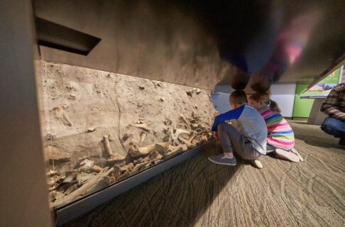 Two young children kneeling by an exhibit case, looking at a layer of bison bones in the wall.