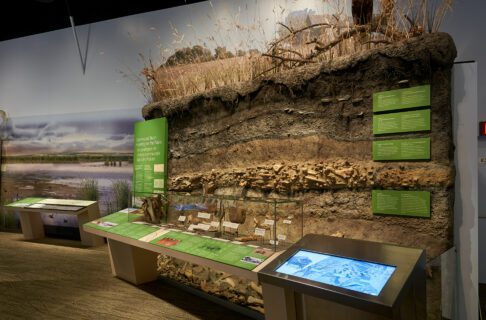 A museum display case in front of a model of a riverbank. Layers of artifacts and bones are in the soil beneath the grass.