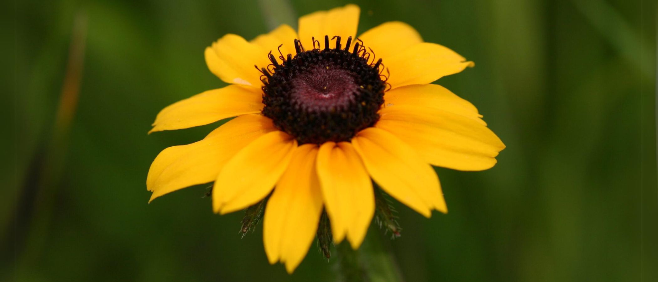 Close-up photograph of a yellow petaled flower with a dark centre. Black-eyed Susan.