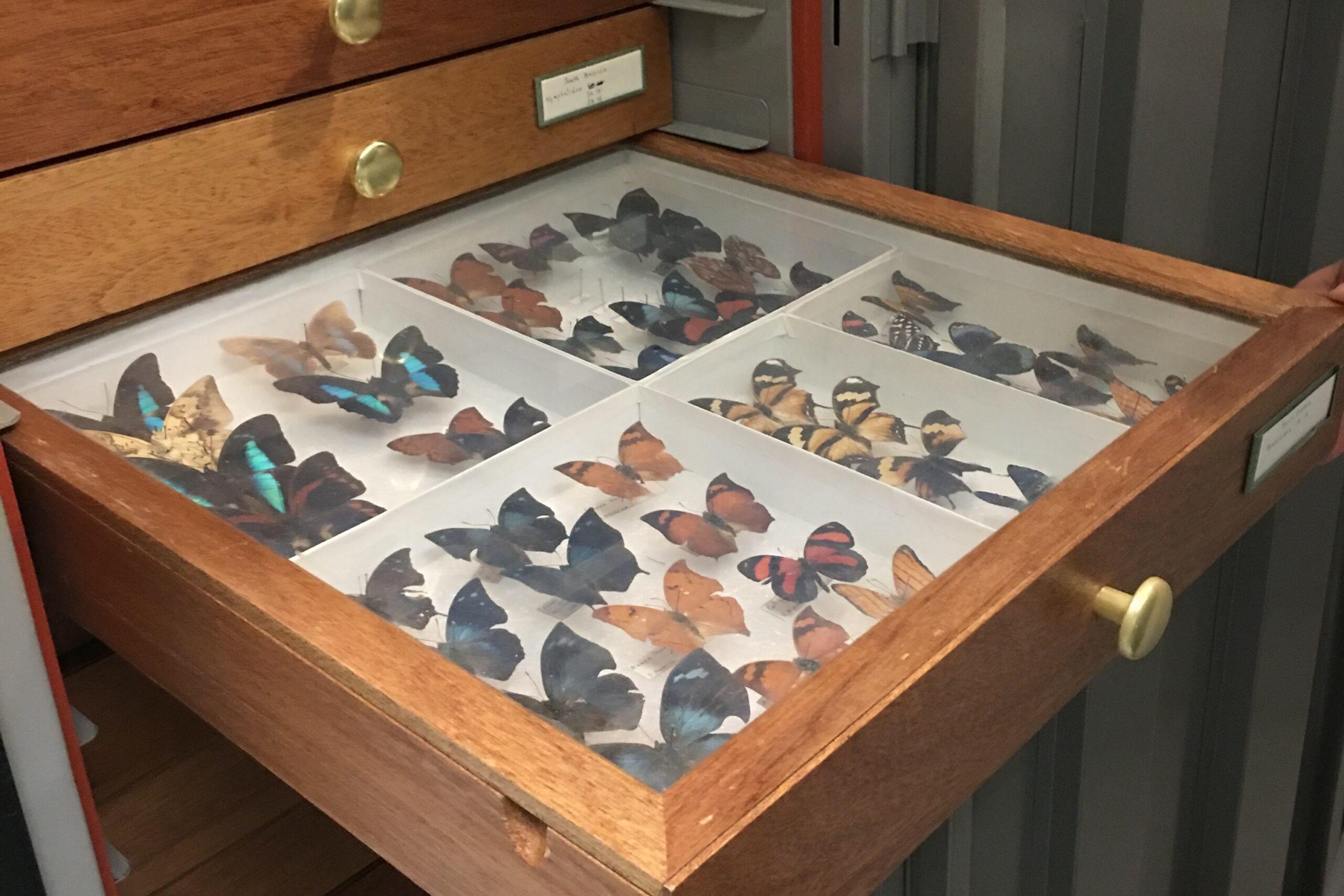 An open storage drawer containing dozens of colourful, carefully preserved butterfly specimens.