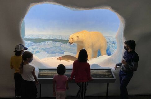 A group of students learn about the polar bear in the Artic Gallery from a masked learning facilitator.