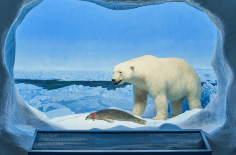 Diorama of a polar bear standing over a killed seal, framed by a cave mouth, in front of a painted backdrop of ice floes.