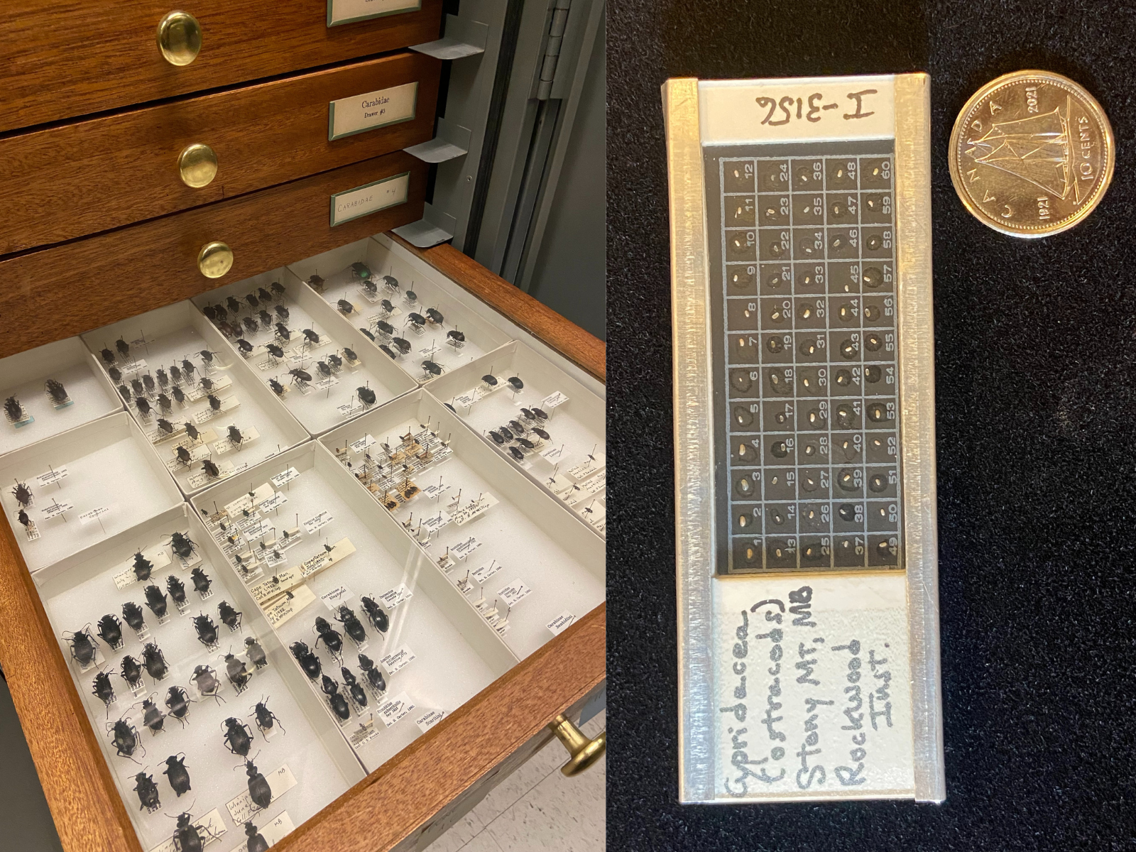 Two images. Left: An open drawer containing pinned beetles stored in interior boxes. Right: A microscope slide with 60 micro fossils adhered to the surface placed beside a dime for scale.