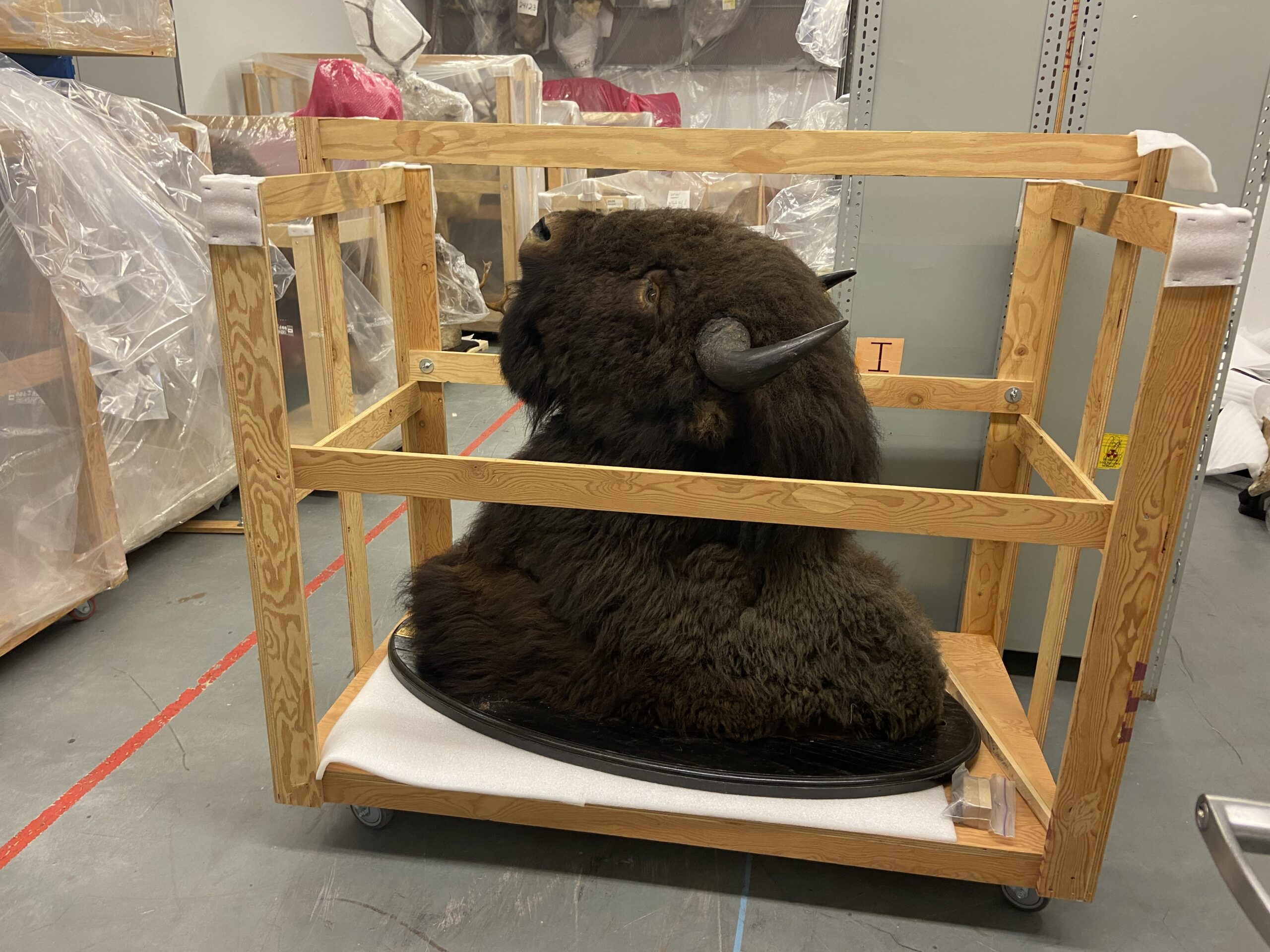 Taxidermied head of a Bison stored on a custom-wheeled dolly.
