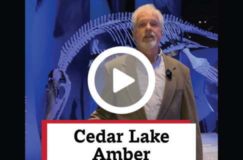 A screenshot of a video, an individual stands in front of a large aquatic creature fossil on display in the Museum Galleries. There's a play button over the screenshot and overlaid text reads, "Cedar Lake Amber".
