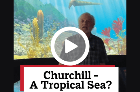 A screenshot of a video, an individual stands in front of a digital exhibit showing an underwater scene in the Museum Galleries. There's a play button over the screenshot and overlaid text reads, "Churchill - A Tropical Sea?".