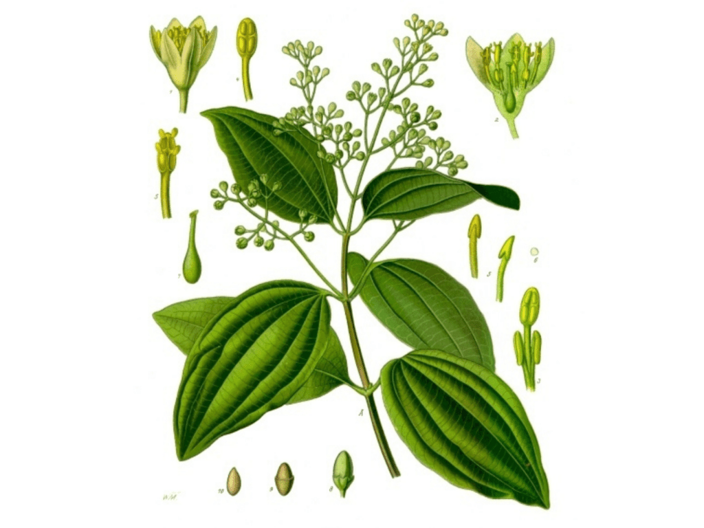 An illustration of the elements of a cinnamon plant, from seeds to flowers.