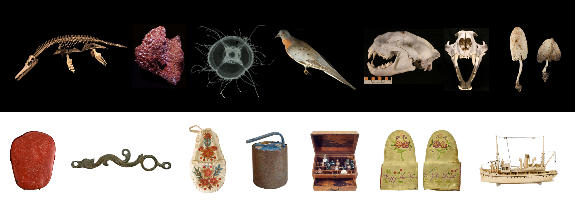 A collage featuring a range of artifacts and specimens from the Manitoba Museum Collections.