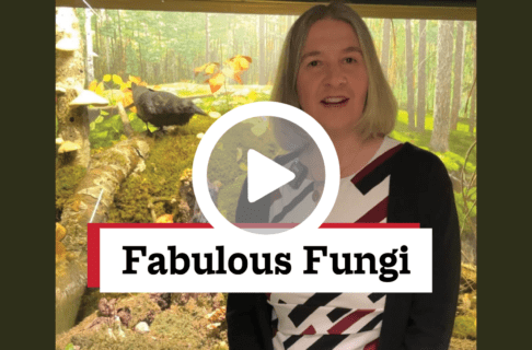 A screenshot of a video, an individual stands in front of a glass display case in the Museum Galleries. There's a play button over the screenshot and overlaid text reads, "Fabulous Fungi".