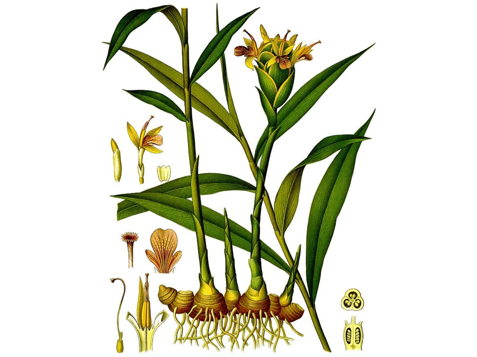 An illustration of the elements of a ginger plant, from roots to flowers.