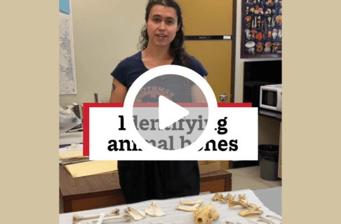 A screenshot of a video, an individual standing in a lab behind a series of cleaned and prepared small bones speaks to the camera. There's a play button over the screenshot and overlaid text reads, "Identifying animal bones".