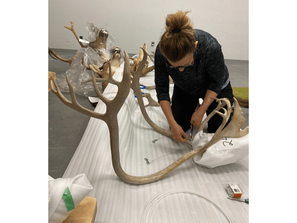 A Museum staff member kneeling on the ground attaching cable to a large pair of antlers.
