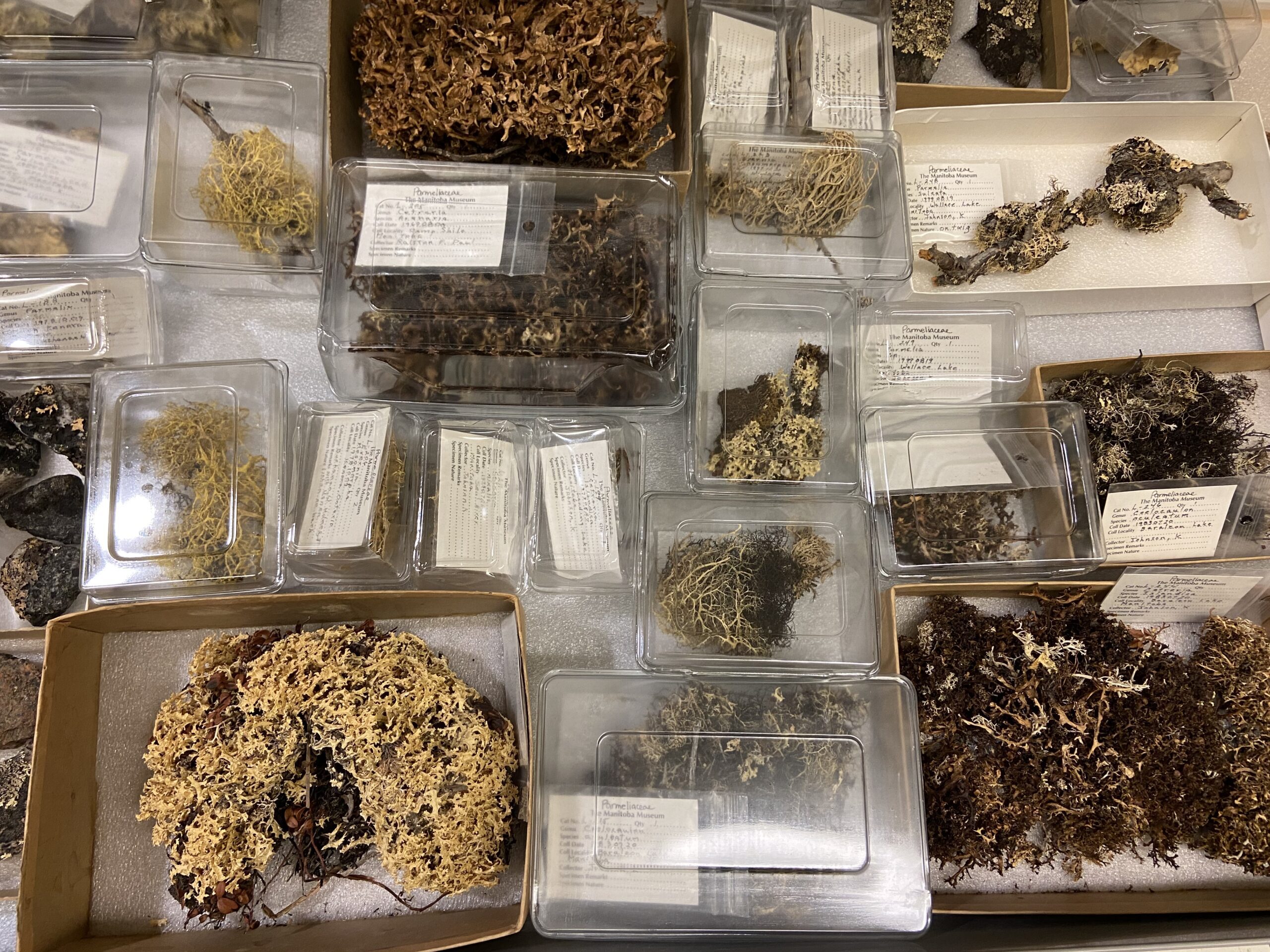 Lichen specimens stored in individual trays, with labels bearing their catalogue number, identification and data.