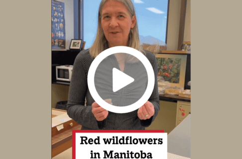 A screenshot of a video with a play button over a woman speaking to the camera. Overlaid text reads, "Red wildflowers in Manitoba".
