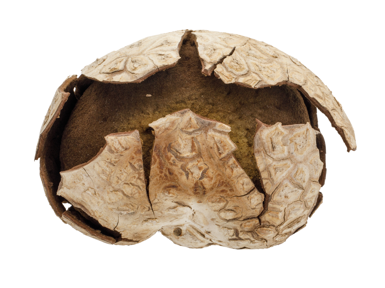 In Pursuit of Giant Puffballs, the queen of edible mushrooms: - - The  Adirondack Almanack