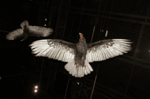 Two turkey vulture specimens from below. Posed mid-flight, hanging from a ceiling in the Museum Galleries.