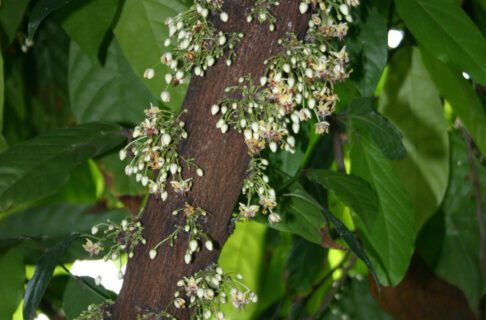 A dark brown branch covered in small white buds on little green stalks.