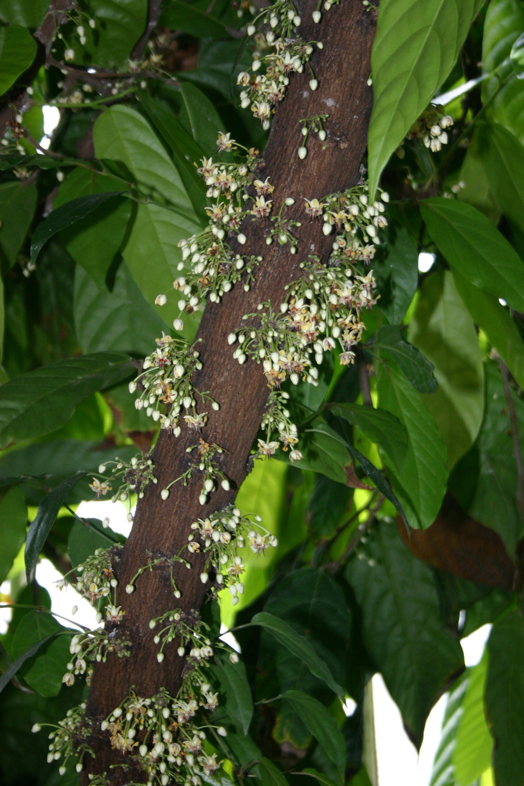 A dark brown branch covered in small white buds on little green stalks.