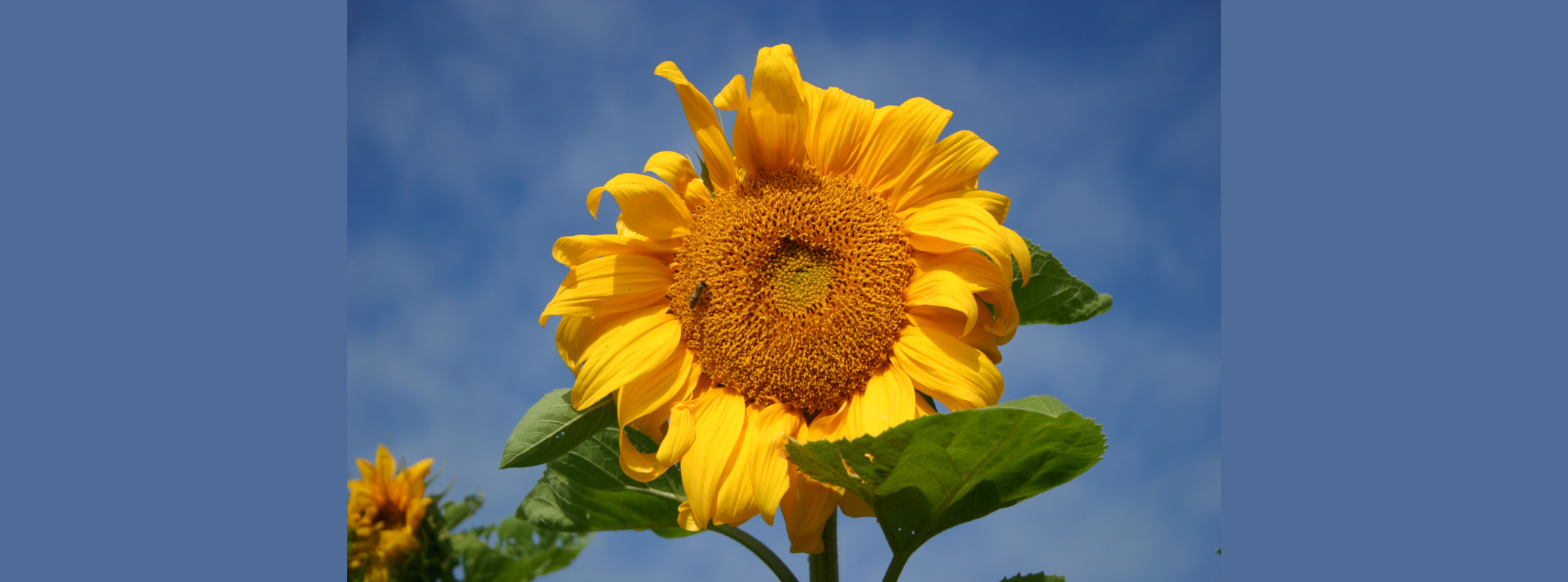 A yellow sunflower head against a blue sky.
