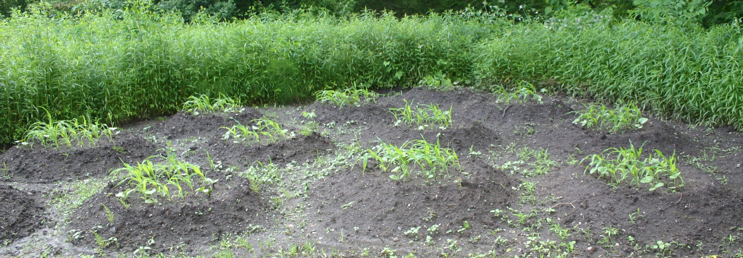 Cleared spot of land in front of higher growing plants. Small mounds of dirt have been built up with plants growing from the top.