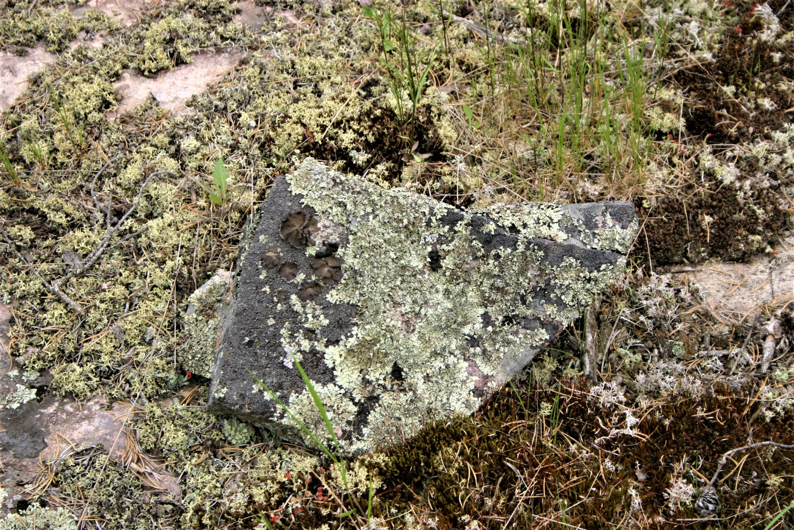 A grey angular rock with green-white lichens growing on it and the surrounding ground.