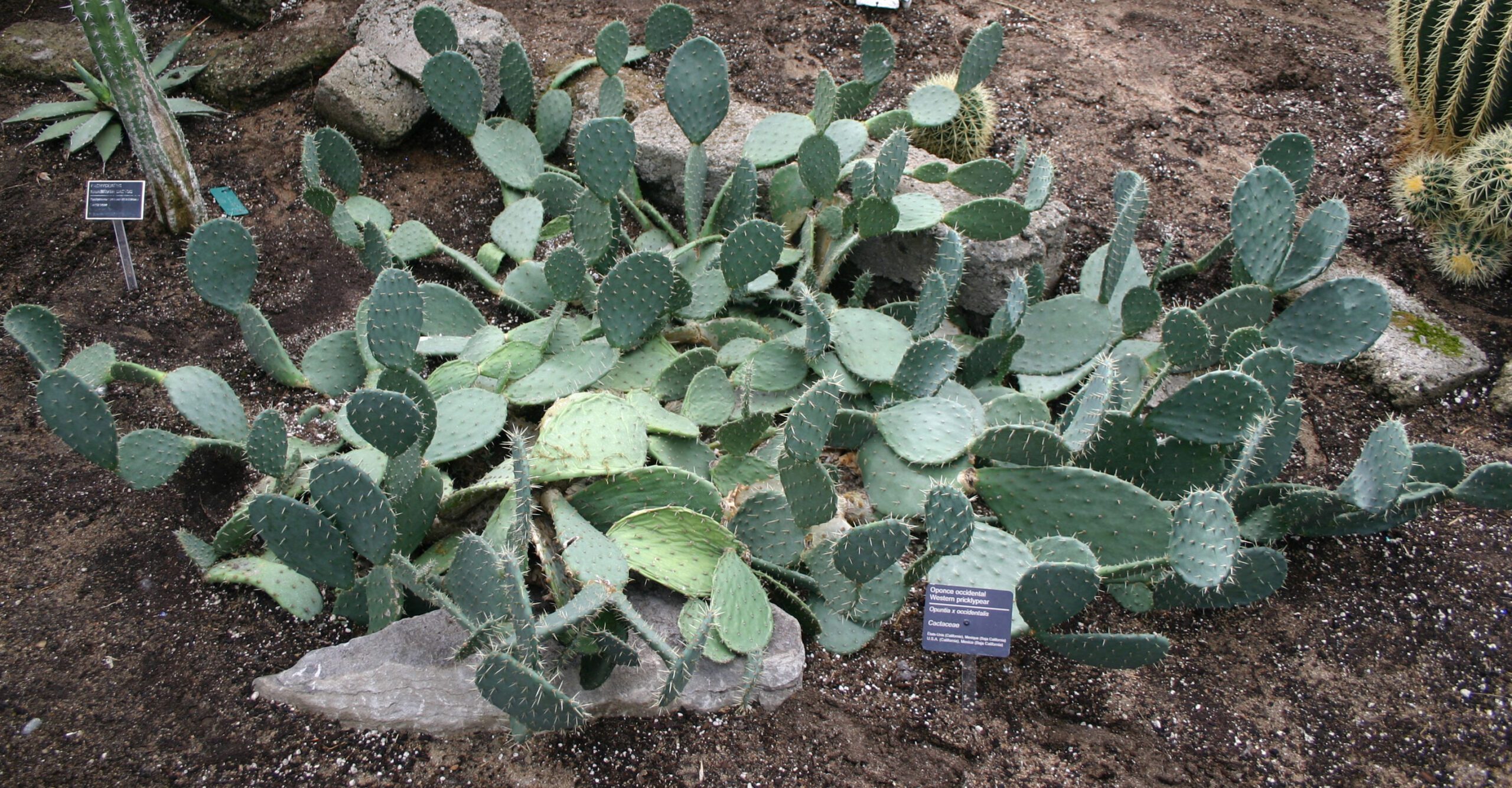 A low-growing cactus on sandy ground with lots of prickly “pear-shaped” leaves.