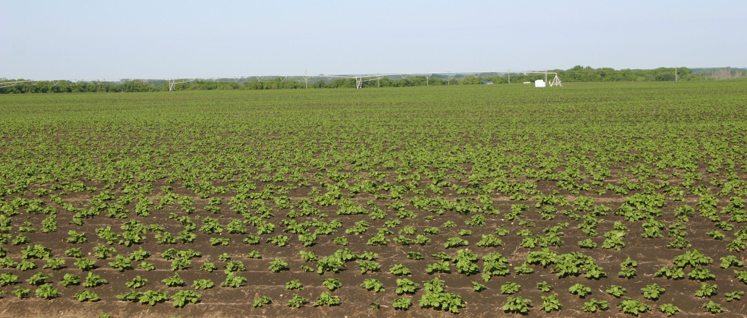 View over an agriculture field with rows of low-growing green plants.