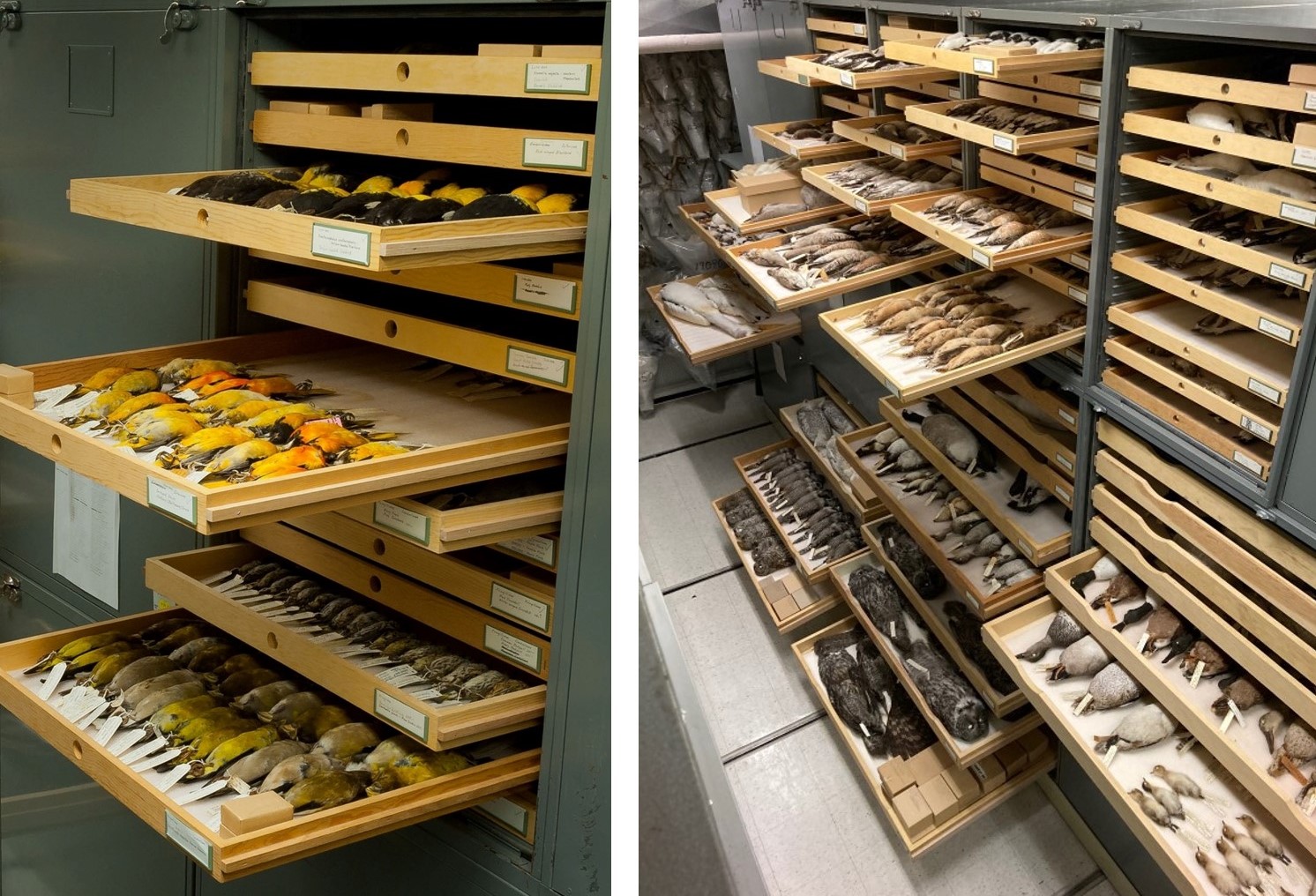 Two photographs side-by-side. The left photo shows an open cabinet with a number of wooden drawers, three of which are pulled open revealing yellow and black bird specimens. The right photo shows several open cabinets with numerous drawers open, showing large and small bird specimens of many species.