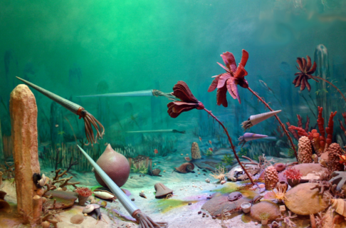 View into a Museum diorama. Seafloor scene showing various corals, sponges, seaweeds, and sea creatures.