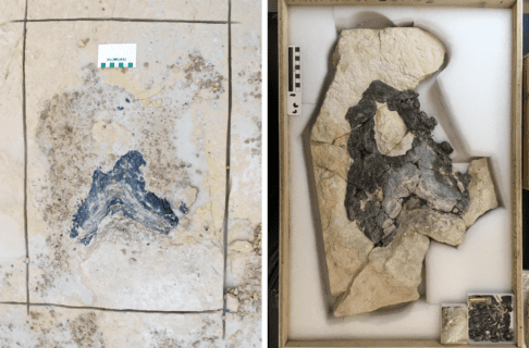 Two photographs, side-by-side. On the left a section of rock with a fossil in the centre, a rectangular outline chiselled around it. On the right, the same fossil, now prepared. The rock trimmed back, and the fossil more clearly revealed. The prepared fossil sits in a padded wooden box.
