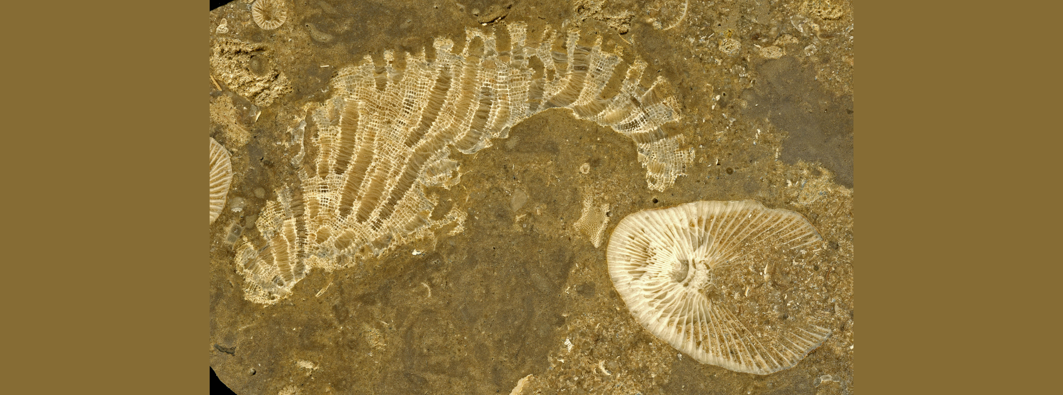 A close up of two fossil corals in Tyndall Stone. One is somewhat horn shape, the other slightly oval.