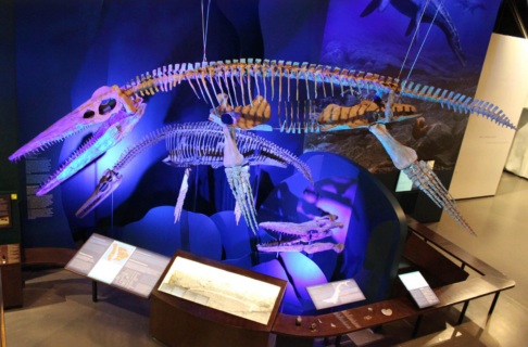 Skeletons of large carnivorous marine reptiles are suspended and mounted above other fossils and exhibit cases.