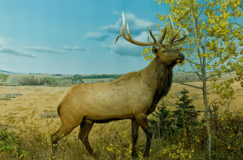 A bull elk is situated in a parkland habitat full of grasses, herbs, shrubs and trembling aspen trees in the fall at the Birdtail Valley in Riding Mountain National Park.