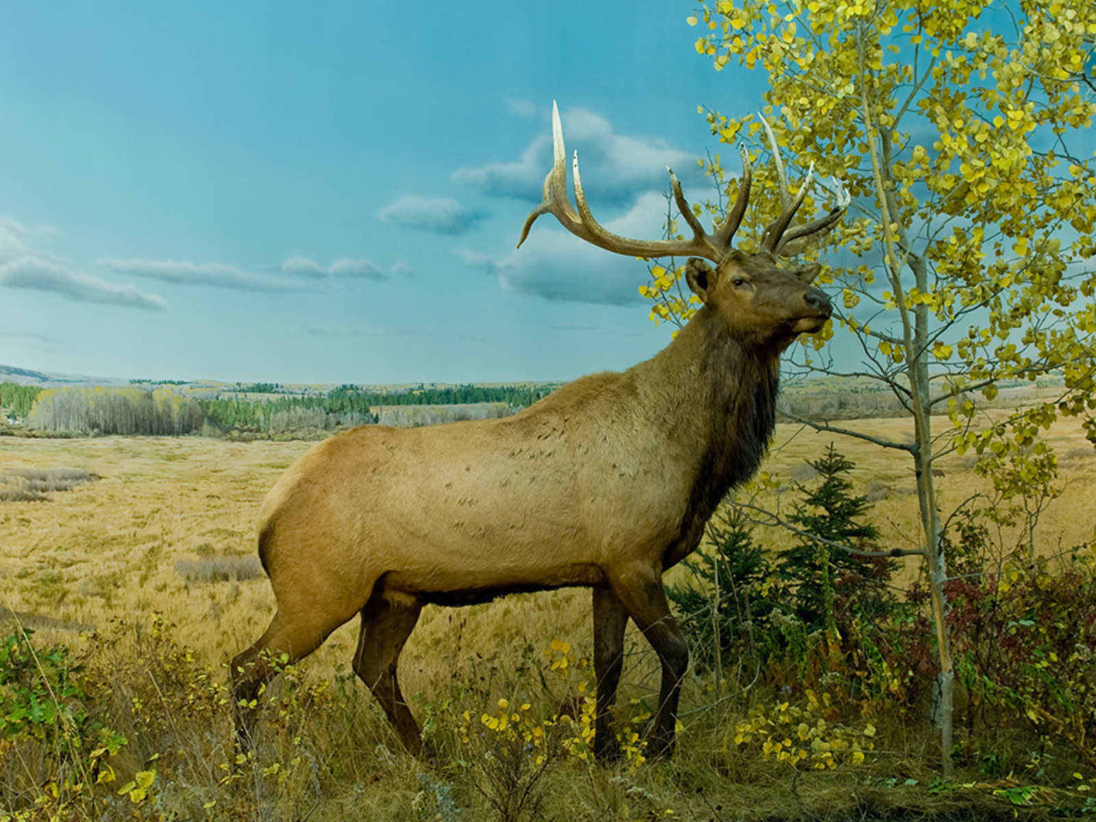 A bull elk is situated in a parkland habitat full of grasses, herbs, shrubs and trembling aspen trees in the fall at the Birdtail Valley in Riding Mountain National Park.