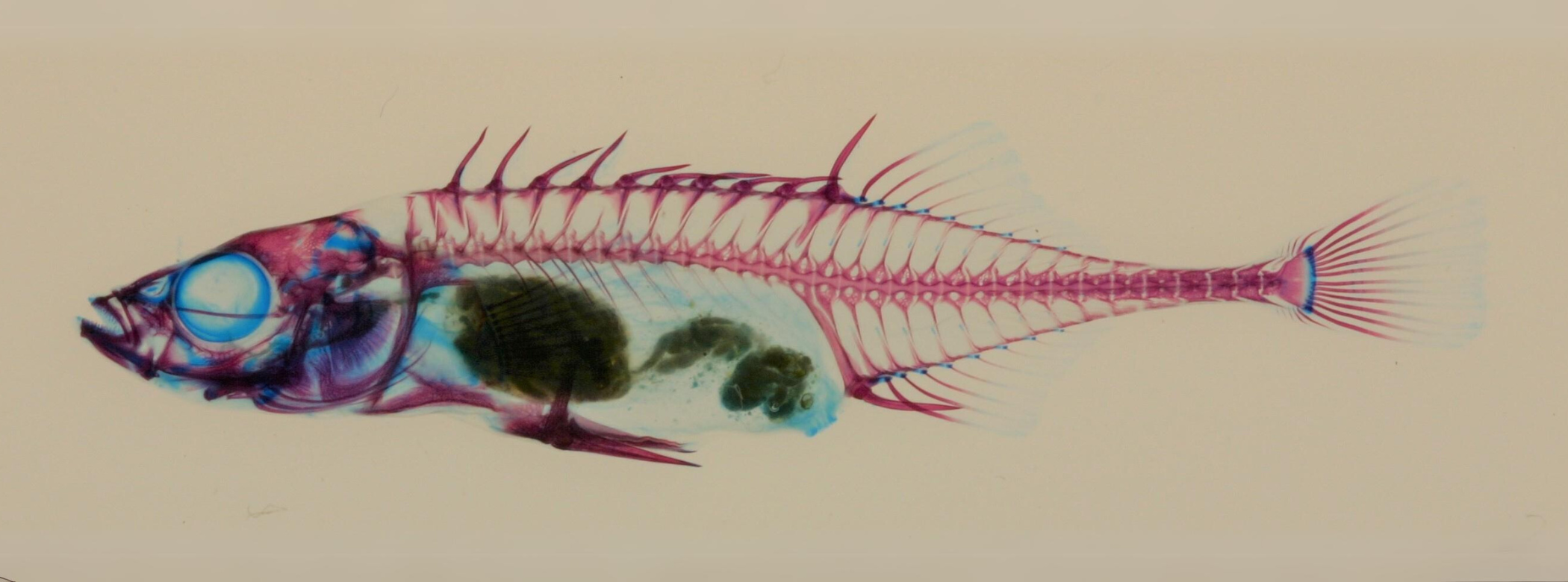 Small, slim fish specially prepared to make soft tissues (skin and muscle) transparent and to stain bones stained red and cartilage blue. Dorsal, pelvic, and anal fins have robust, pointed spines.